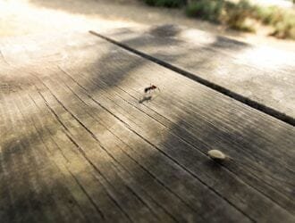 Closeup shot of ears of wheat illuminated by the sun on a wooden table with grains.