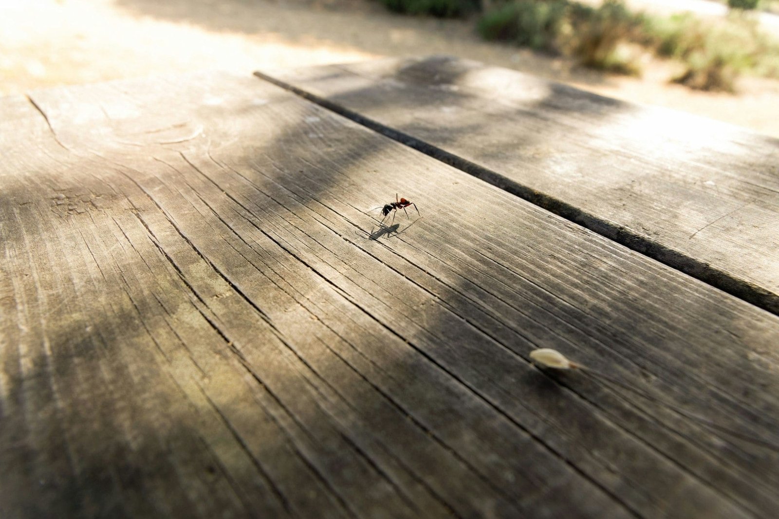 Closeup shot of ears of wheat illuminated by the sun on a wooden table with grains.