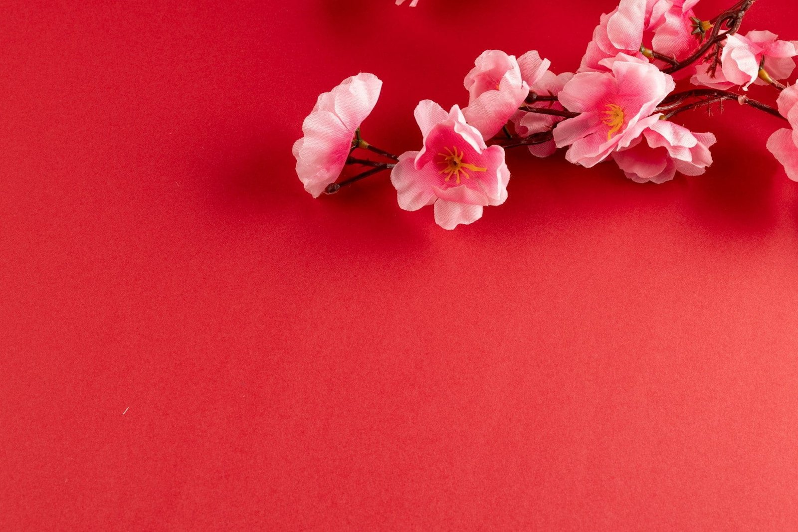 Composition of close up of cherry blossom on red background