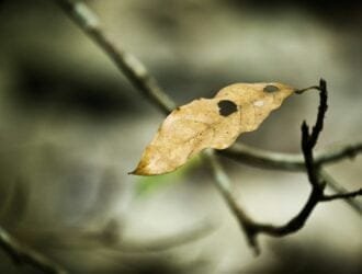 dried leaf on tree
