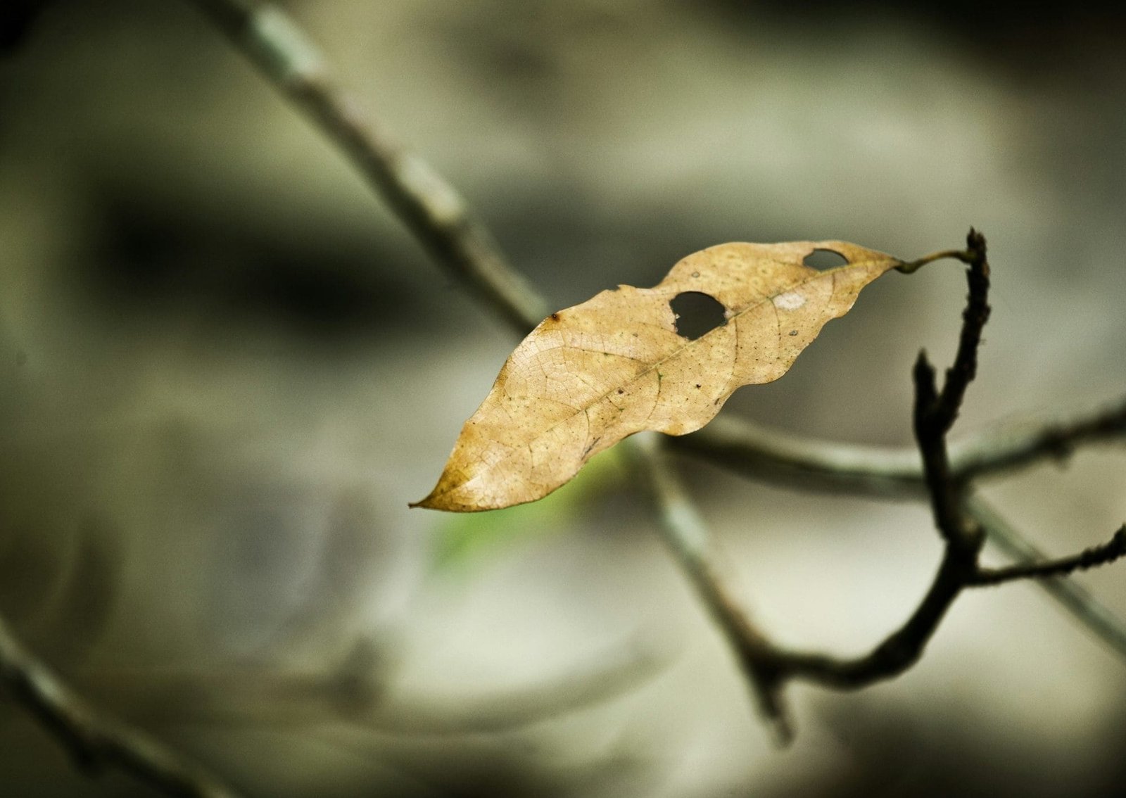 dried leaf on tree