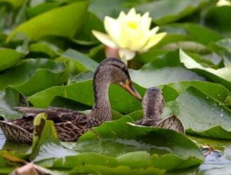 two Funny mallards and Blossoming yellow water lotus in the morning after rain in the pond