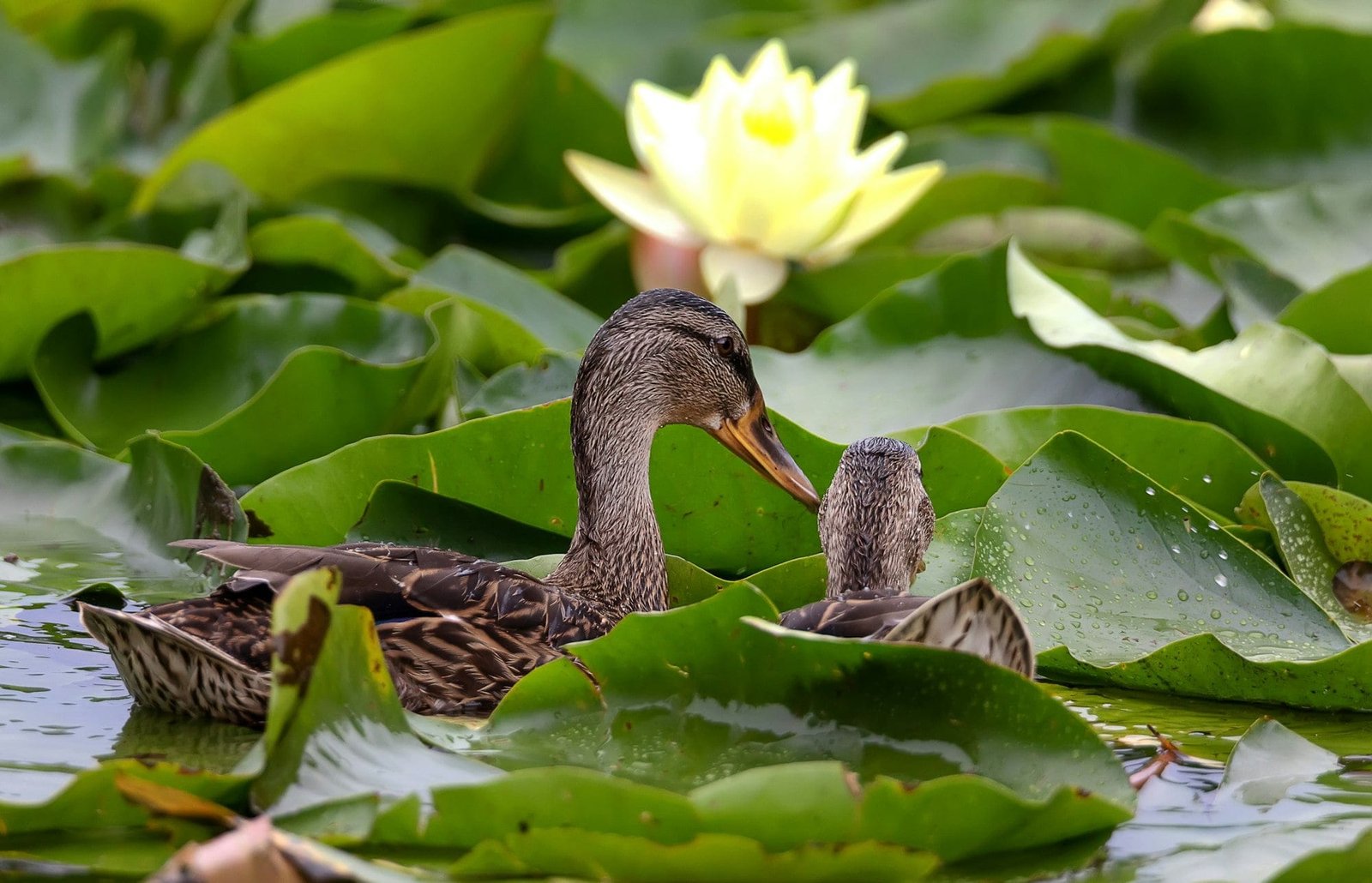 two Funny mallards and Blossoming yellow water lotus in the morning after rain in the pond