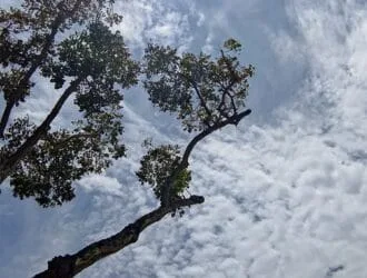 Mắt ti hí